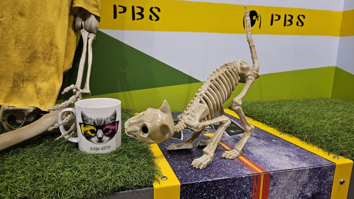 skeleton-cat